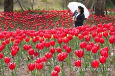 상효원에 활짝 핀 노지 튤립
