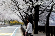 순백의 벚꽃 활짝 30∼31일 구례 섬진강 벚꽃축제