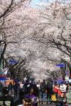 2019 제주왕벚꽃축제 개막