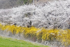 봄꽃 흐드러진 구례 섬진강변