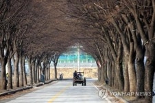 벌목 위기 보은 삼년산성 입구 느티나무들, 은인 만나 새 삶