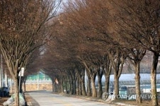 벌목 위기 보은 삼년산성 입구 느티나무들, 은인 만나 새 삶