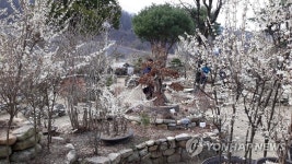 꽃 만개한 괴산 미선나무