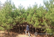 보은군이 길러낸 정이품송 자목