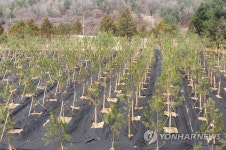 정이품송 자목