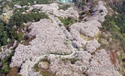 부산 벚꽃 관광 명소 황령산