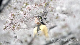 진해 벚꽃에 취해