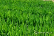 식물 기르며 힐링…서초구 내곡동에 1천900평 치유농장