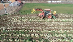배추·무 공급과잉 지속…4월 도매가격 평년의 반토막