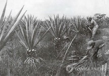 [이희용의 글로벌시대] 멕시코 한국의 날 제정과 에네켄의 눈물