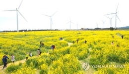 꽃길만 가시리…제주유채꽃축제 개막