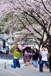[#꿀잼여행] 충청권: 벚꽃과 호수가 만나면…청풍호·충주호 이곳저곳 축제중