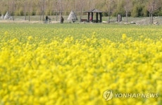 [#꿀잼여행] 영남권: 노랗게 물든 낙동강…대저생태공원, 창녕에 유채꽃 활짝