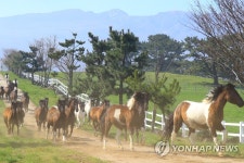 방목되는 한국형 승용마