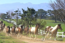 방목되는 한국형 승용마