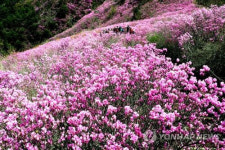 분홍빛 물결 창원 천주산서 진달래 축제 개막
