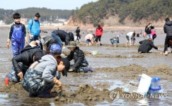 몽산포 해변 조개잡이