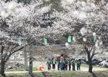 [카메라뉴스] 늦게 펴 더 아름다운 영동천 벚꽃