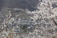 [봄꽃기행] 매화 지면 벚꽃 활짝…양산 원동마을