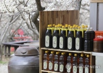 [봄꽃기행] 매화 지면 벚꽃 활짝…양산 원동마을