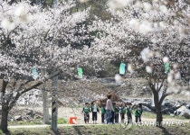 바람에 흩날리는 영동천 벚꽃