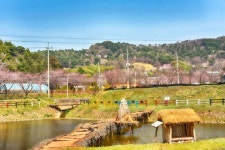 홍성서 한우·주꾸미 요리 즐기며 벚꽃 구경하세요