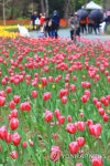 한림공원 튤립축제