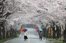 비 내리는 백전 50리 벚꽃길