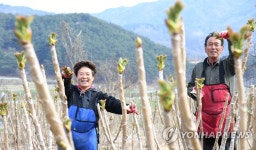 봄철 입맛 돋우는 두릅 수확합니다