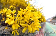 화천에 찾아온 봄