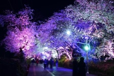 [인천소식] 강화산성 북문 800ｍ 벚꽃길에 야간조명 설치