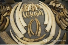 中 해관, 지난달 대규모 상아 밀수 적발…7.5t 압수