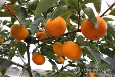 감말랭이용 신품종 감누리