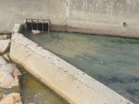 봄꽃 핀 낙동강 화명생태공원에 악취 풀풀