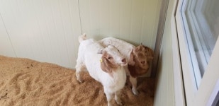 상주 초등학교에 토끼·염소와 교감하는 동물농장