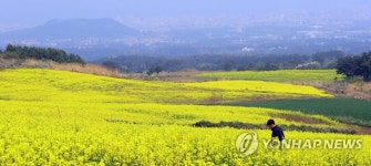 제주 중산간 수놓은 유채꽃
