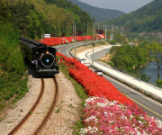 [길따라 멋따라] 곡성·구례·순천으로 떠나는 5월의 프러포즈 여행