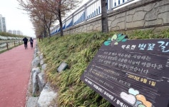 마약 투약 혐의 박유천 벚꽃길…주민들 철거 요구 논란