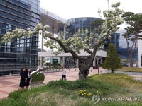 105살 배나무 꽃 활짝