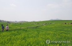 광활한 고창 청보리밭