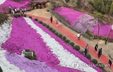 꽃잔디 감상하는 관광객