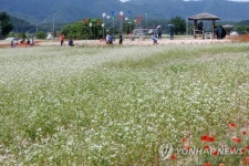 춘천시 메밀밭 30ha 조성해 막국수 만든다