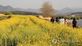 탐방객 유혹하는 창원 주남저수지 유채꽃길