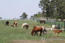 천연기념물 제주마, 한라산 중턱 초원으로