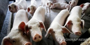 [특징주] 아프리카돼지열병 영향에 사료·닭고기 관련주 강세