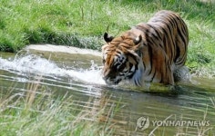美야생보호구역 관리자 호랑이 공격받아…사고는 내 잘못