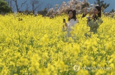 여심 사로잡은 부안 수성당 유채꽃