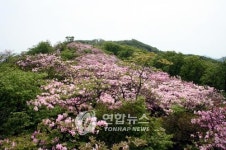 남양주 축령산휴양림 연분홍 자생철쭉 내달 만개 전망