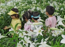 향기 가득한 백합 꺾으러 오세요