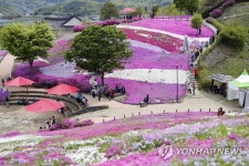 박항서 고향 산청 생초는 꽃잔디 천지네